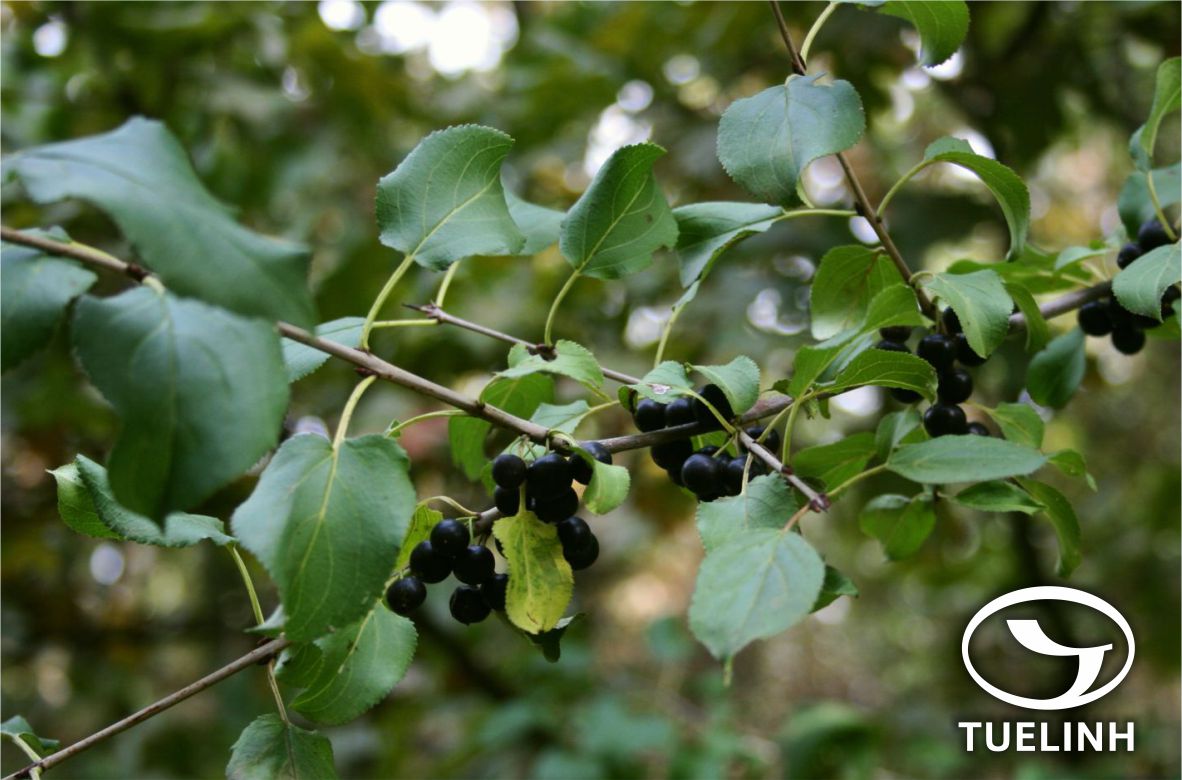 Rhamnus napalensis (Wall.) M.A. Lawson 1 Rhamnus napalensis (Wall.) M.A. Lawson 1