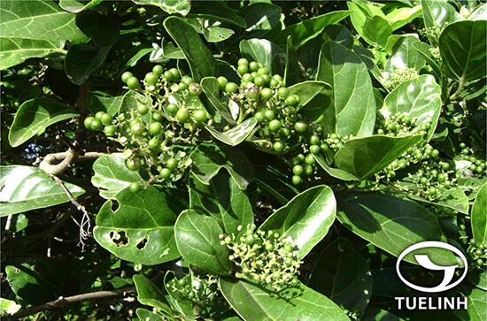 Rhamnus crenata var. cambodiana (Pierre ex Pit.) Tardieu 1 Rhamnus crenata var. cambodiana (Pierre ex Pit.) Tardieu 1