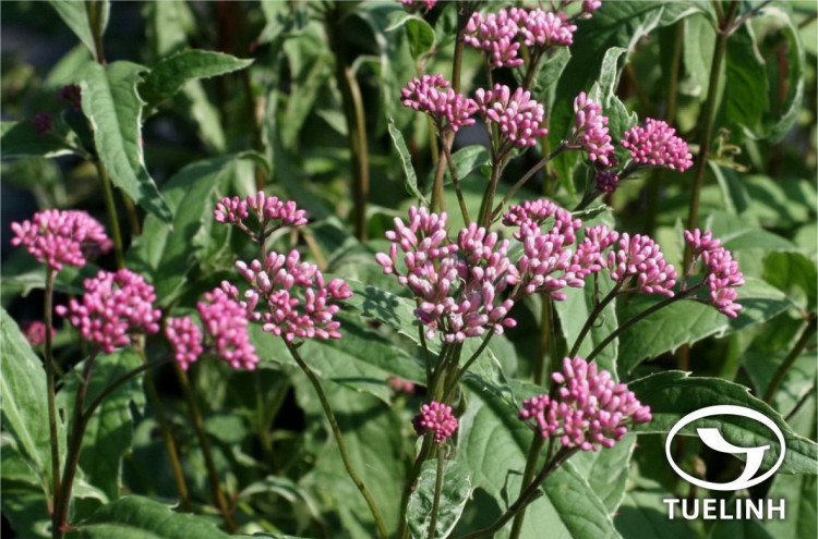 Eupatorium fortunei Turcz 1