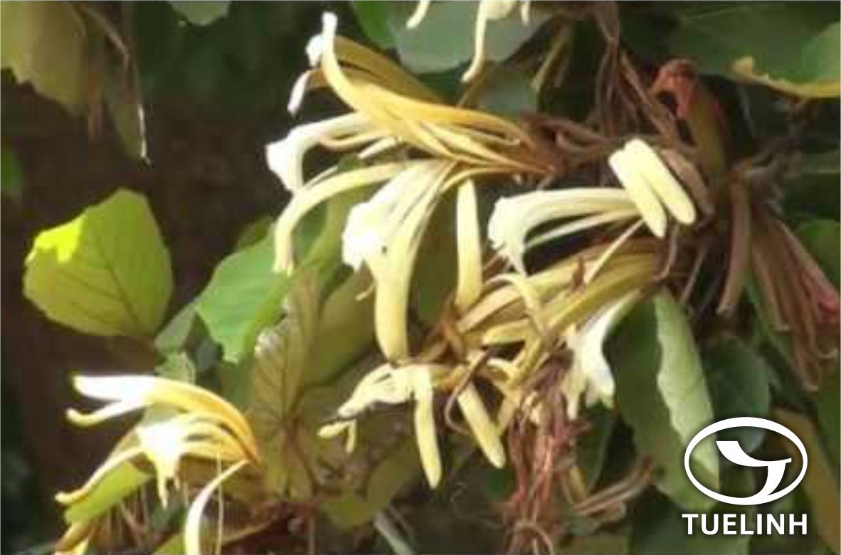 Pterospermum truncatolobatum Gagnep. 1