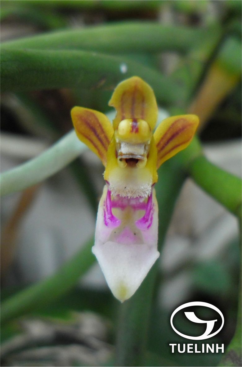 Cleisostoma rostratum (Lindl.) Garay 1