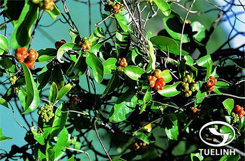 Morinda parvifolia Bartl. ex DC. 1 Morinda parvifolia Bartl. ex DC. 1