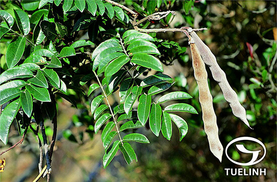 Millettia pulchra (Colebr. ex Benth.) Kurz 1