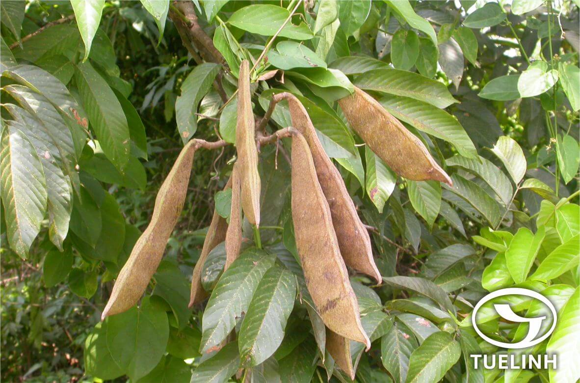 Millettia sericea Benth. 1 Millettia sericea Benth. 1