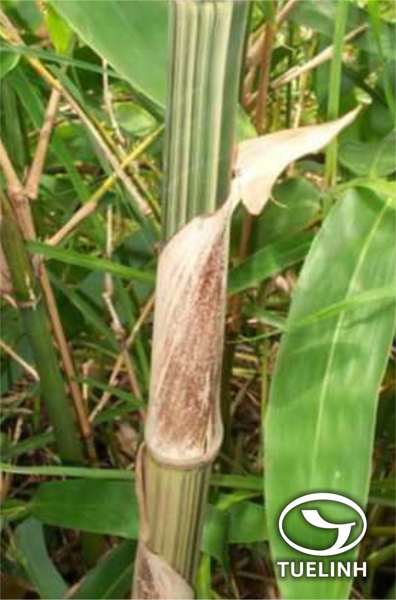 Gigantochloa albociliata (Munro) Kurz – Pseudoxytenanthera albociliata (Munro) T.Q.Nguyen 1 Gigantochloa albociliata (Munro) Kurz – Pseudoxytenanthera albociliata (Munro) T.Q.Nguyen 1