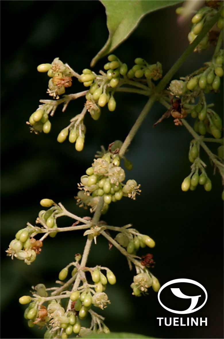 Aspidopterys glabrifolia Arenes 1 Aspidopterys glabrifolia Arenes 1