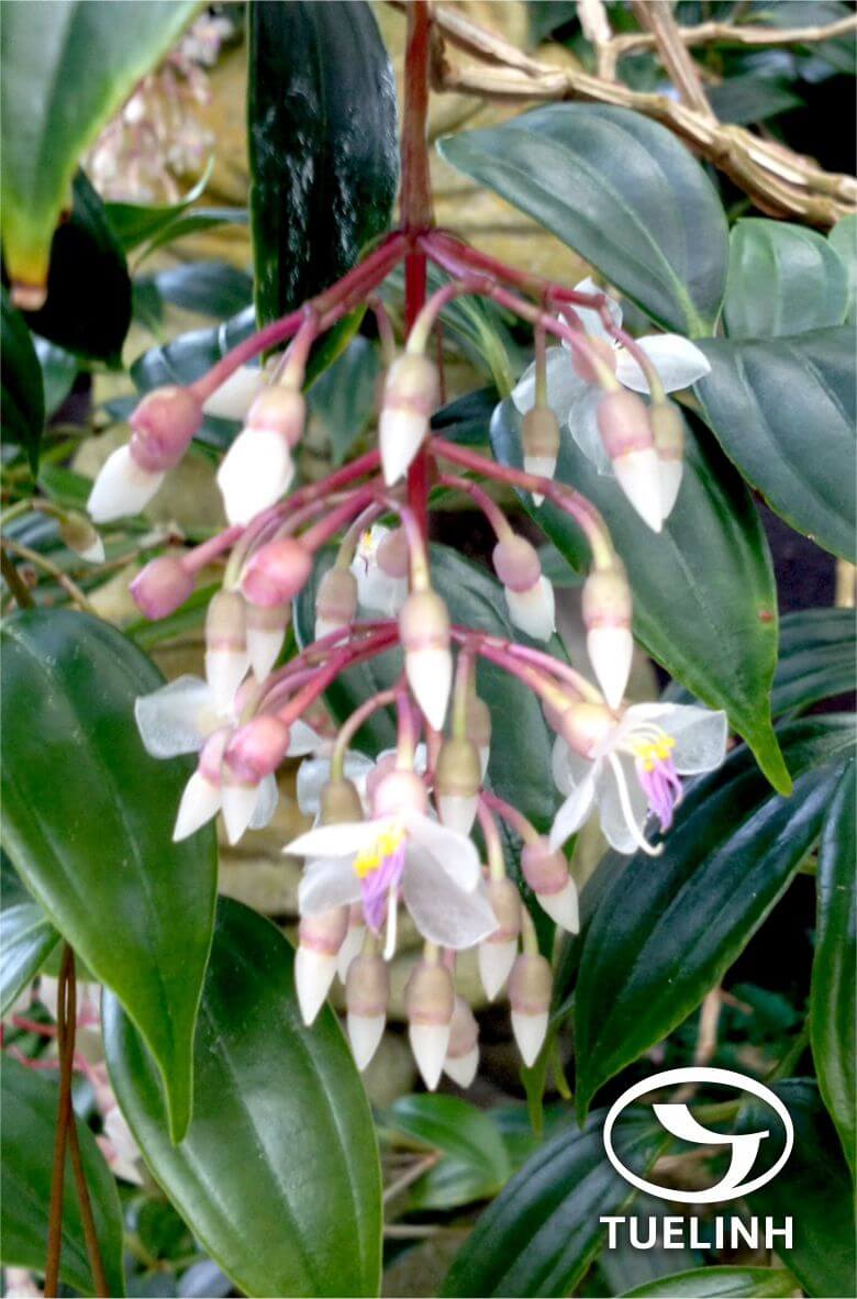 Medinilla radicans (Blume) Blume 1