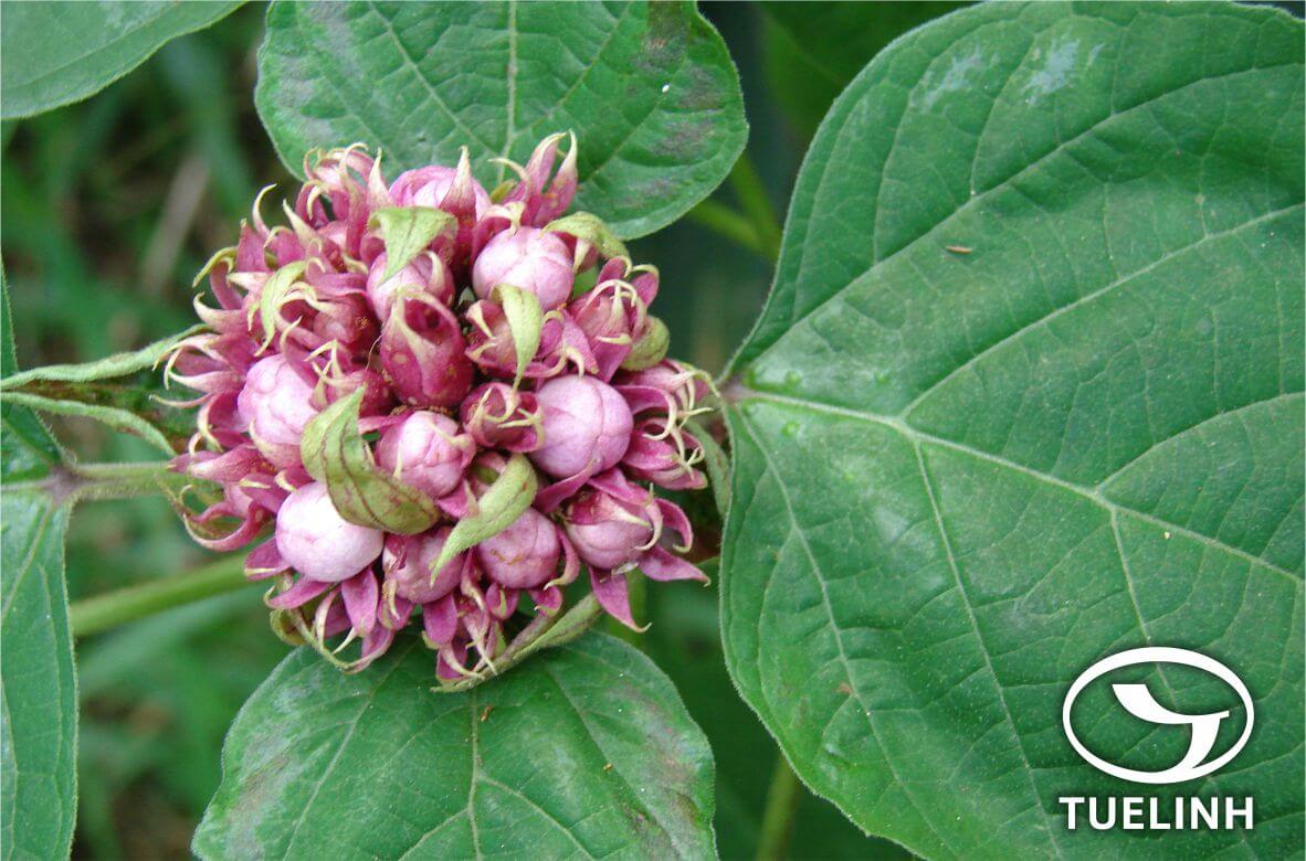 Clerodendrum chinense (Osb.) Mabb. var. simplex (Mold.) S.L. Chen 1
