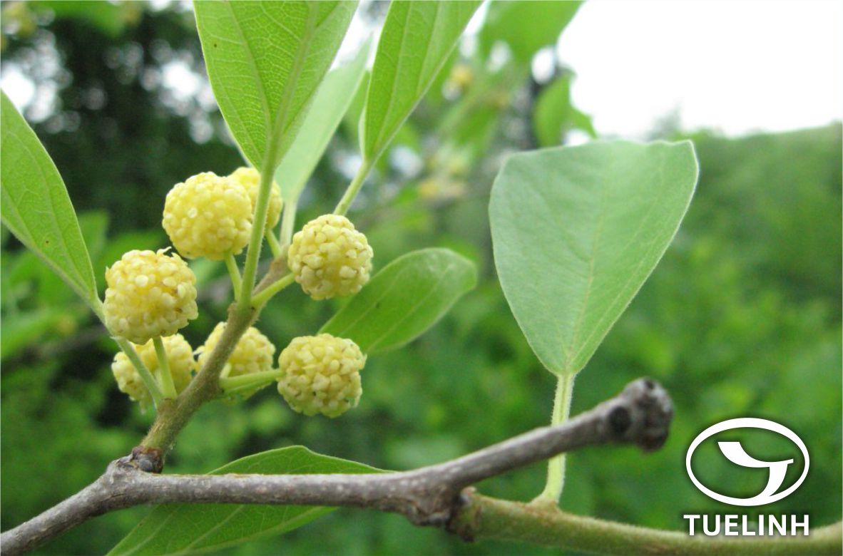 Maclura fruticosa (Roxb.) Corn. 1