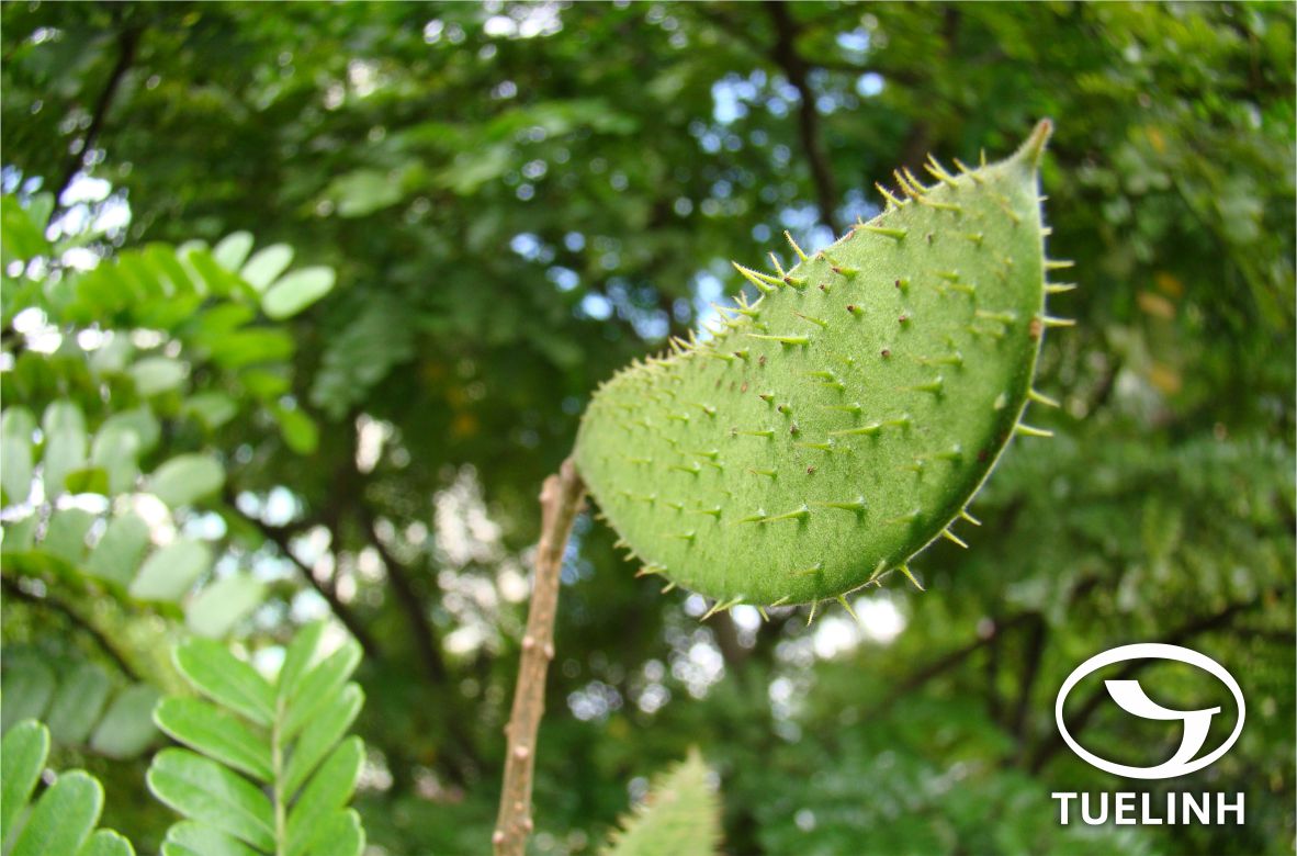 Caesalpinia godefroyana Kuntze 1 Caesalpinia godefroyana Kuntze 1