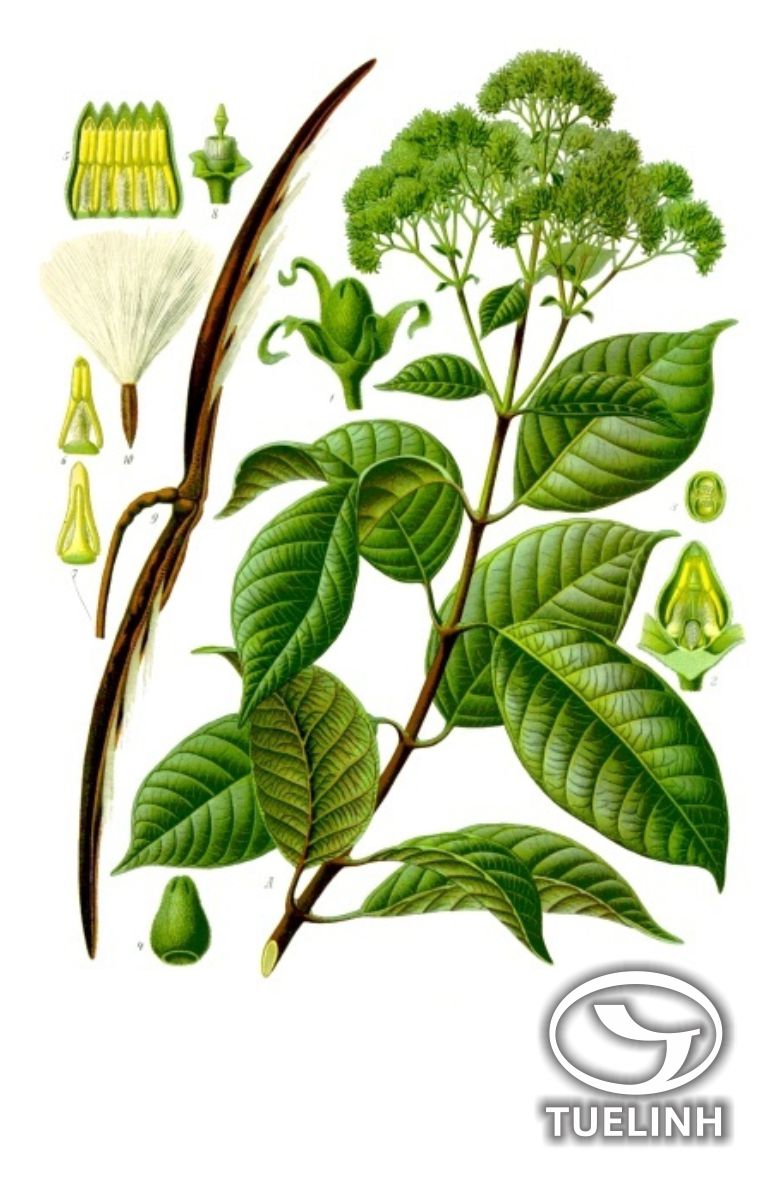 Urceola minutiflora (Pierre) Mabb. 1
