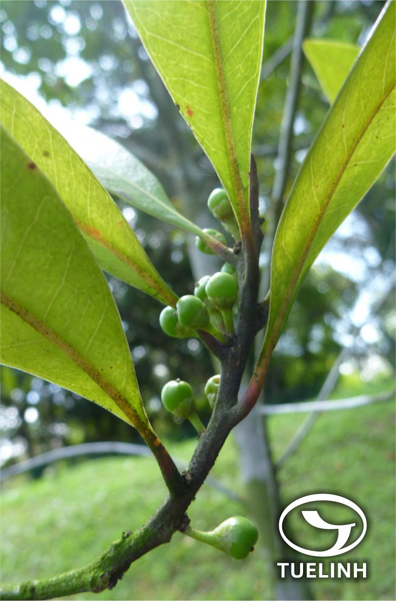 Planchonella obovata (R. Br.) Pierre 1
