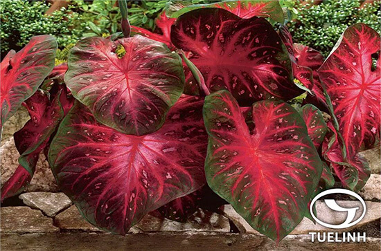 Caladium bicolor (Ait.) Vent 1