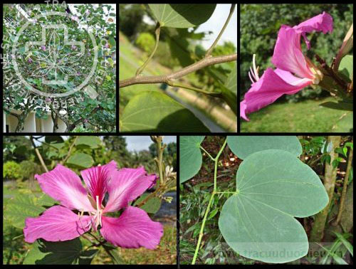 Bauhinia purpurea L. 1