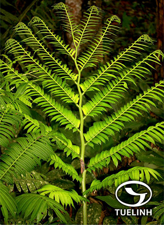 Angiopteris confertinervia Ching ex C. Chr. & Tardieu 1