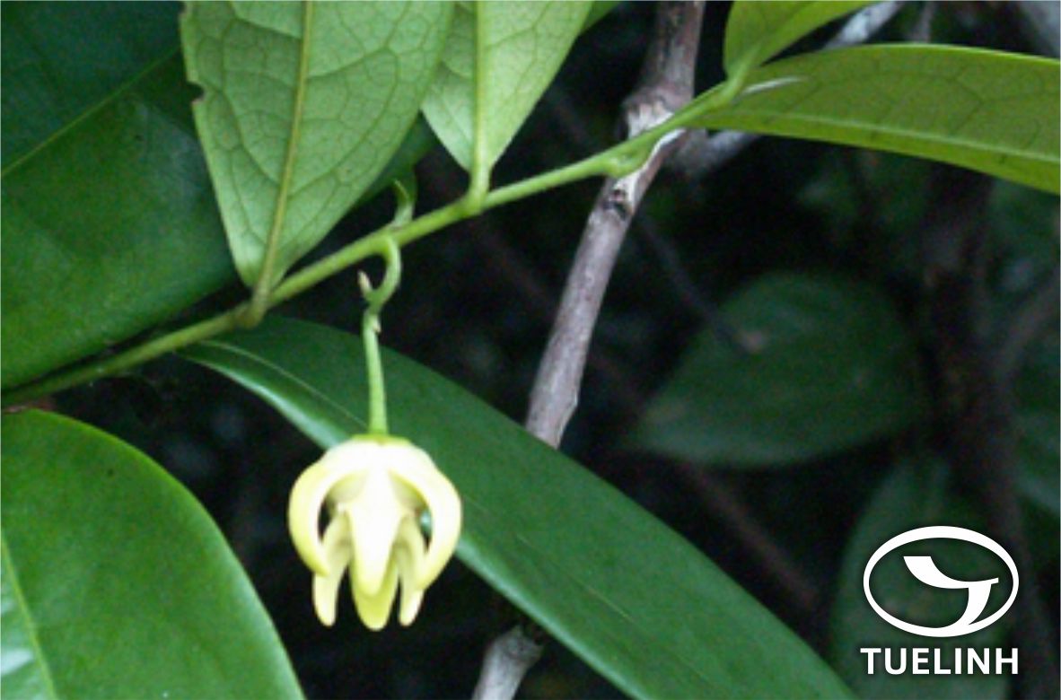 Artabotrys hongcongensis Hance 1