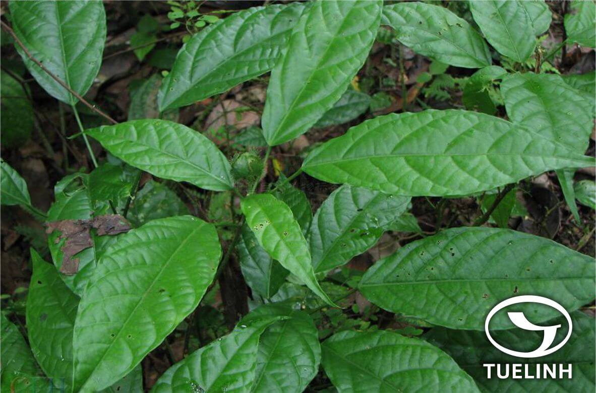 Strophioblachia fimbricalyx var. galandulosa (Pax) Thin et Duc 1 Strophioblachia fimbricalyx var. galandulosa (Pax) Thin et Duc 1