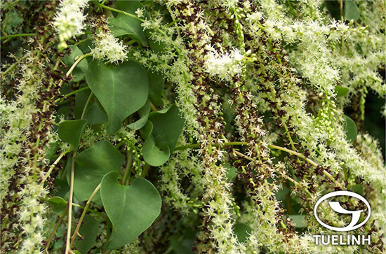 Anredera cordifolia (Ten.) Steen. 1 Anredera cordifolia (Ten.) Steen. 1