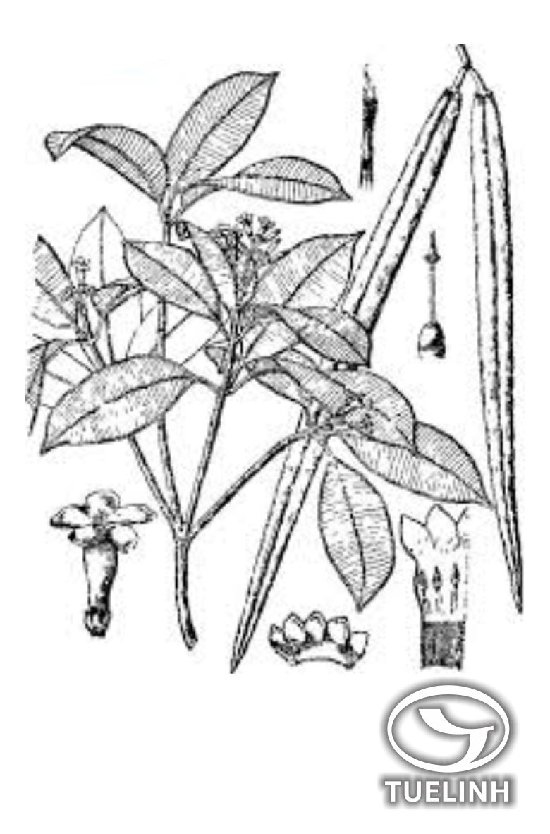 Winchia calophylla (Wall.) A. DC. 1