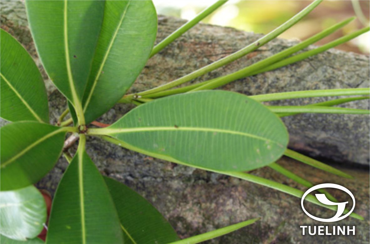 Alstonia spathulata Blume 1