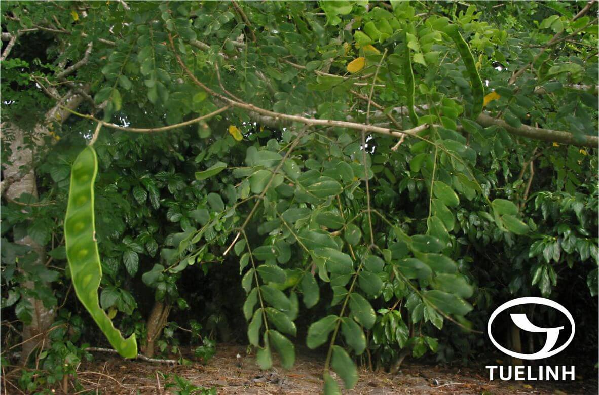 Albizia procea (Roxb.) Benth. 1