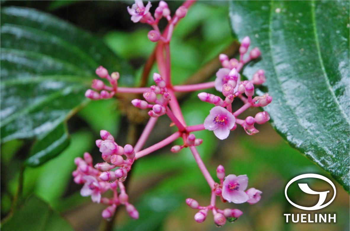 Medinilla assamica (C.B. Clarke) C. Chen 1 Medinilla assamica (C.B. Clarke) C. Chen 1