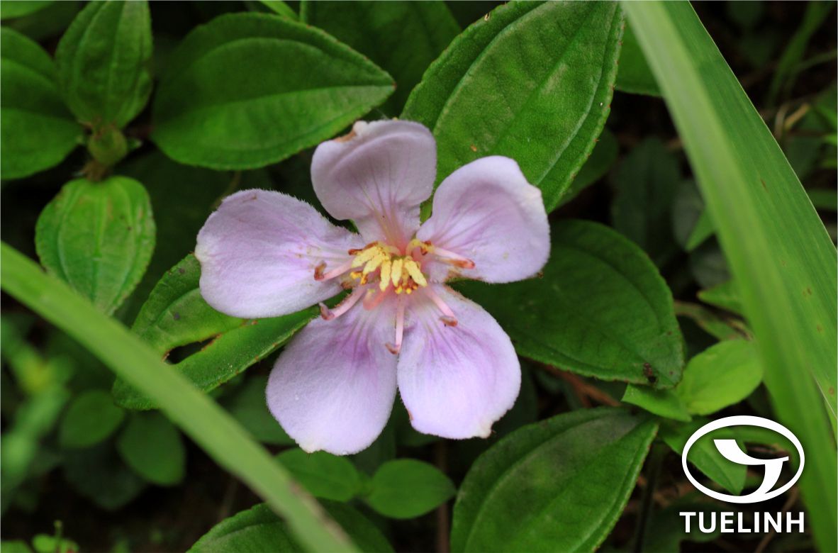 Melastoma saigonense (Kuntze) Merr. 1