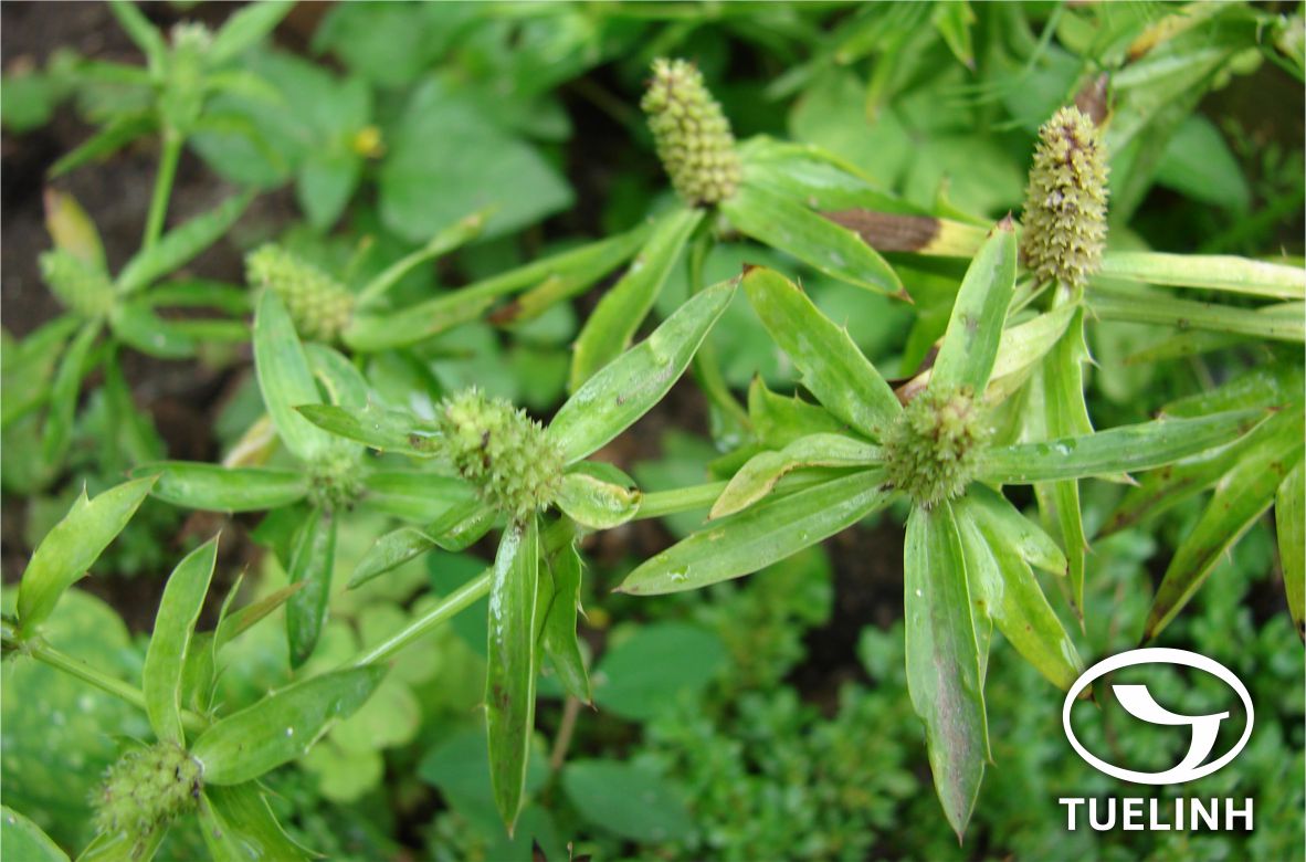 Eryngium foetidum L. – Eryngium antihystericum Rottler 1 Eryngium foetidum L. – Eryngium antihystericum Rottler 1