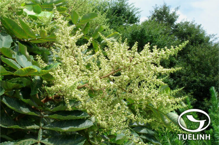 Rhus chinensis Mill. 1