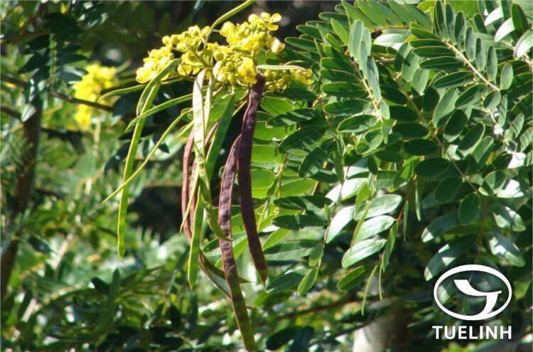 Senna timoriensis (DC.) Irwin & Barneby – Cassia timoriensis DC. 1