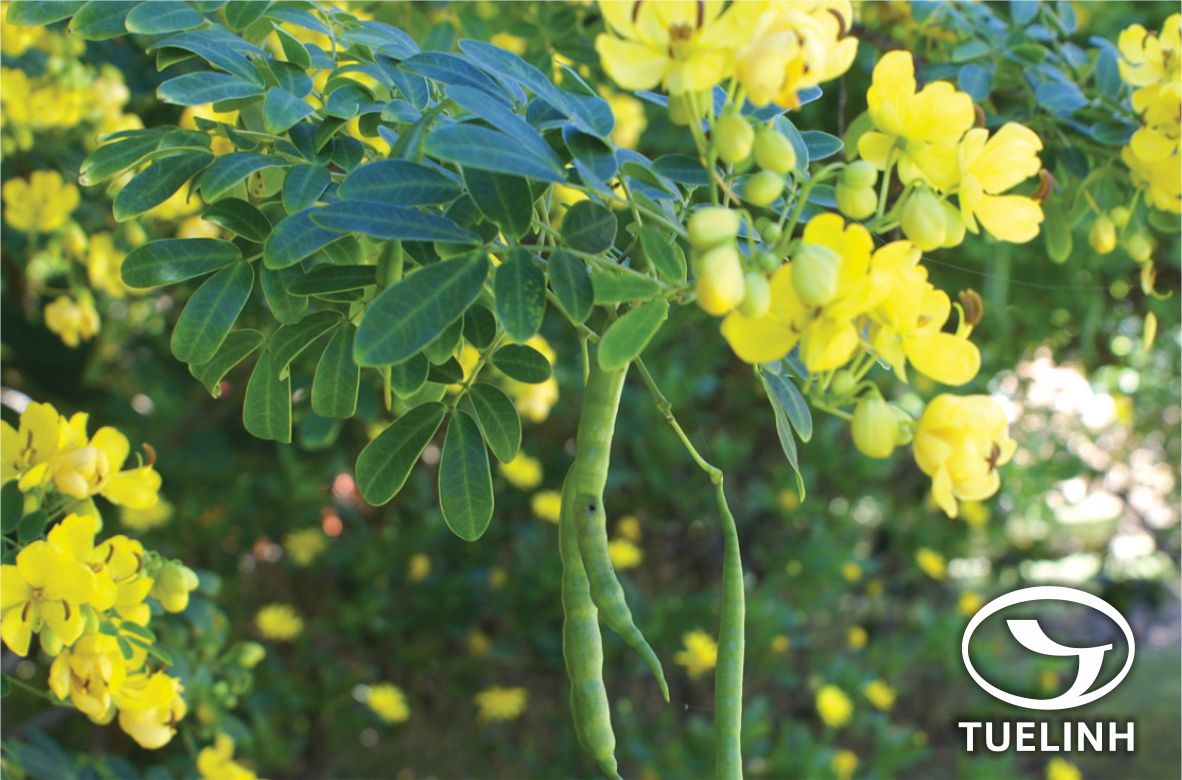 Senna bicapsularis (L.) Roxb. – Cassia bicapsularis L. 1 Senna bicapsularis (L.) Roxb. – Cassia bicapsularis L. 1