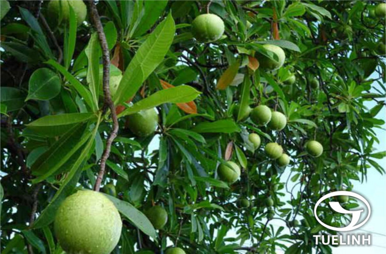 Cerbera odollam Gaertn. 1