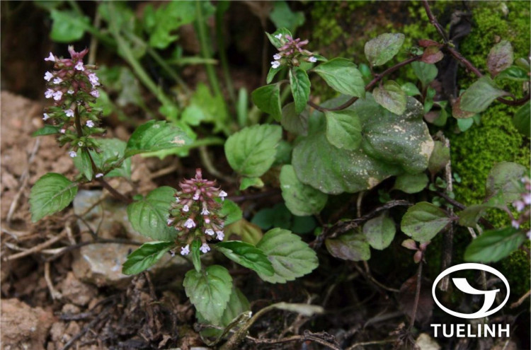 Clinopodium gracile (Benth.) Matsum 1