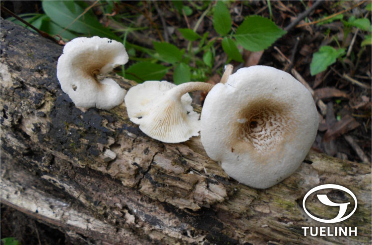 Lentinus tigrinus (Bull.) Fr. 1