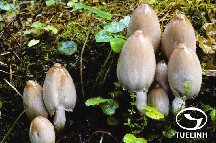 Coprinus atramentarius (Bull.) Fr. 1 Coprinus atramentarius (Bull.) Fr. 1