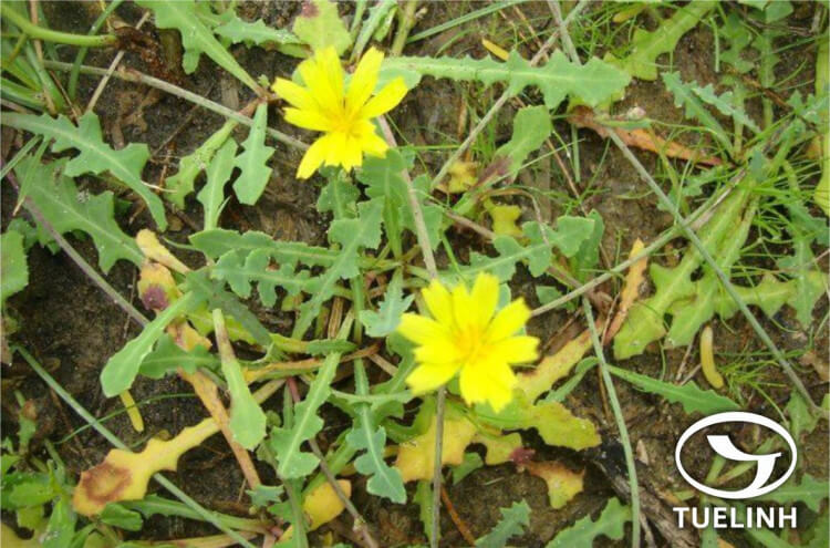 Launaea sarmentosa (Willd.) Alston 1 Launaea sarmentosa (Willd.) Alston 1