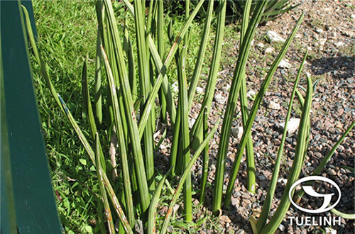Sansevieria cylindrica Bojor 1