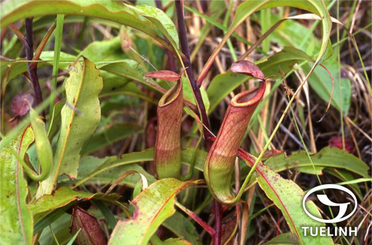 Nepenthes mirabilis (Lour.) Druce 1