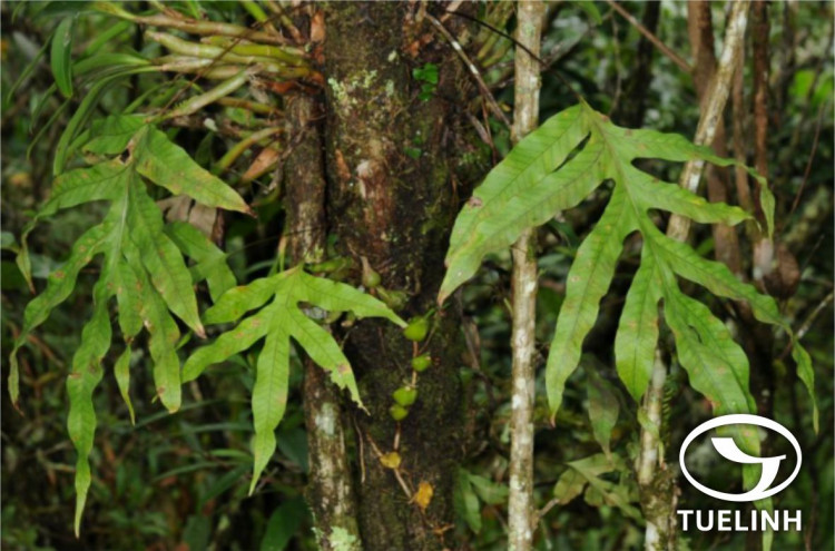 Crypsinus oxylobus (Wall. ex. Kuntze) Sledge 1 Crypsinus oxylobus (Wall. ex. Kuntze) Sledge 1