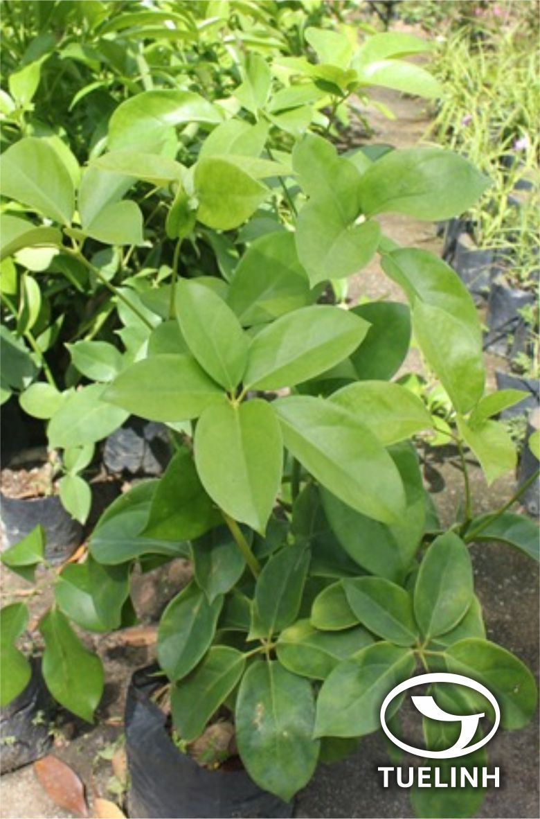 Schefflera elliptica (Blume) Harms – Sciodaphyllum ellipticum Blume 1