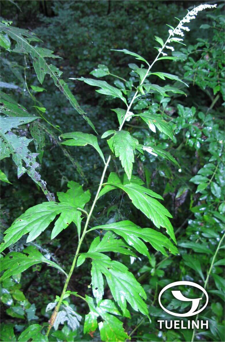 Artemisia indica Willd. 1