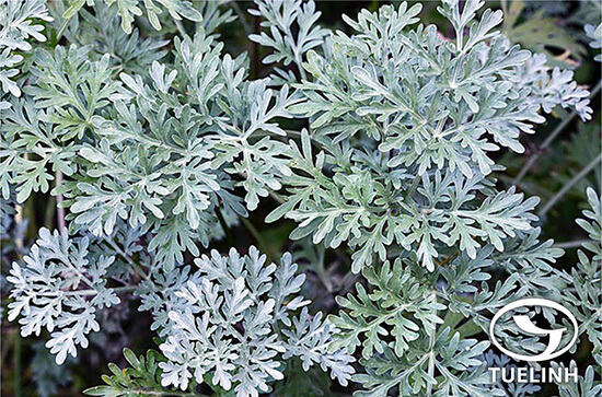 Artemisia absinthium L. 1
