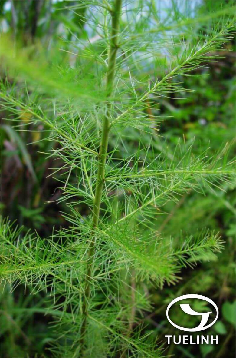Artemisia capillaris Thunb. 1