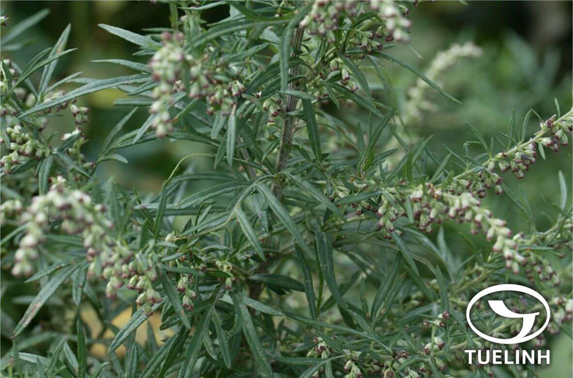 Artemisia japonica Thunb. 1