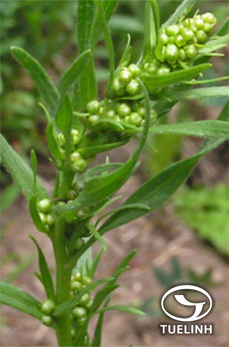 Artemisia dracunculus L. 1
