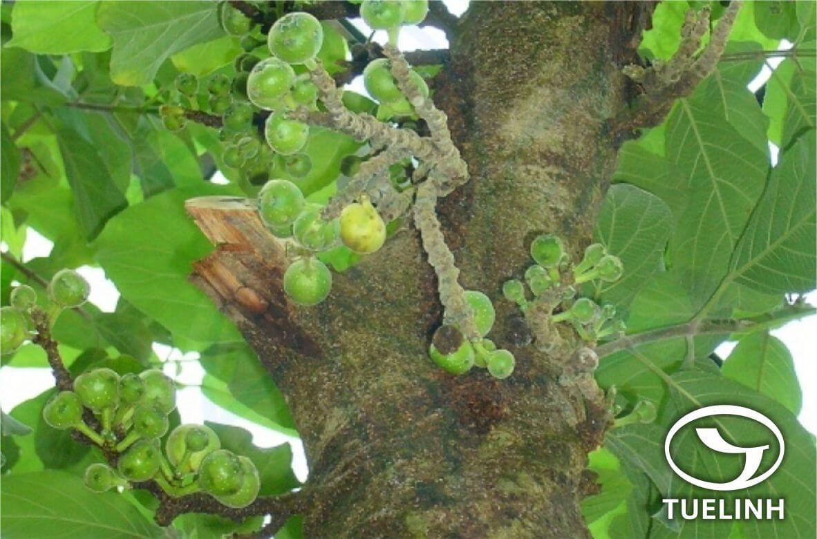 Ficus hispida L.f. 1