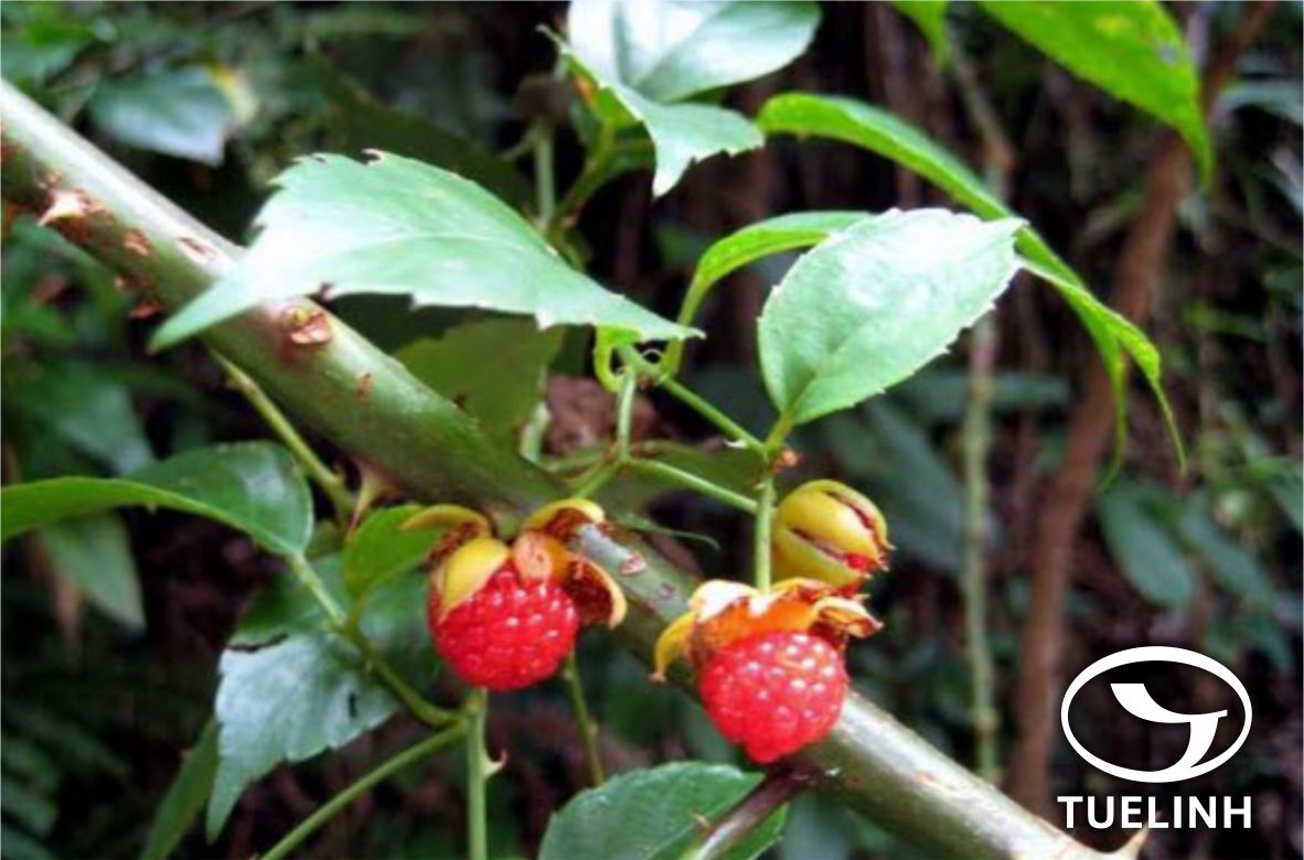 Rubus leucanthus Hance 1