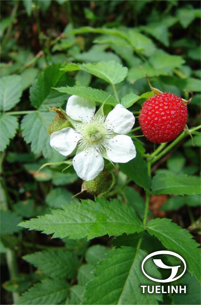 Rubus rosaefolius Smith 1
