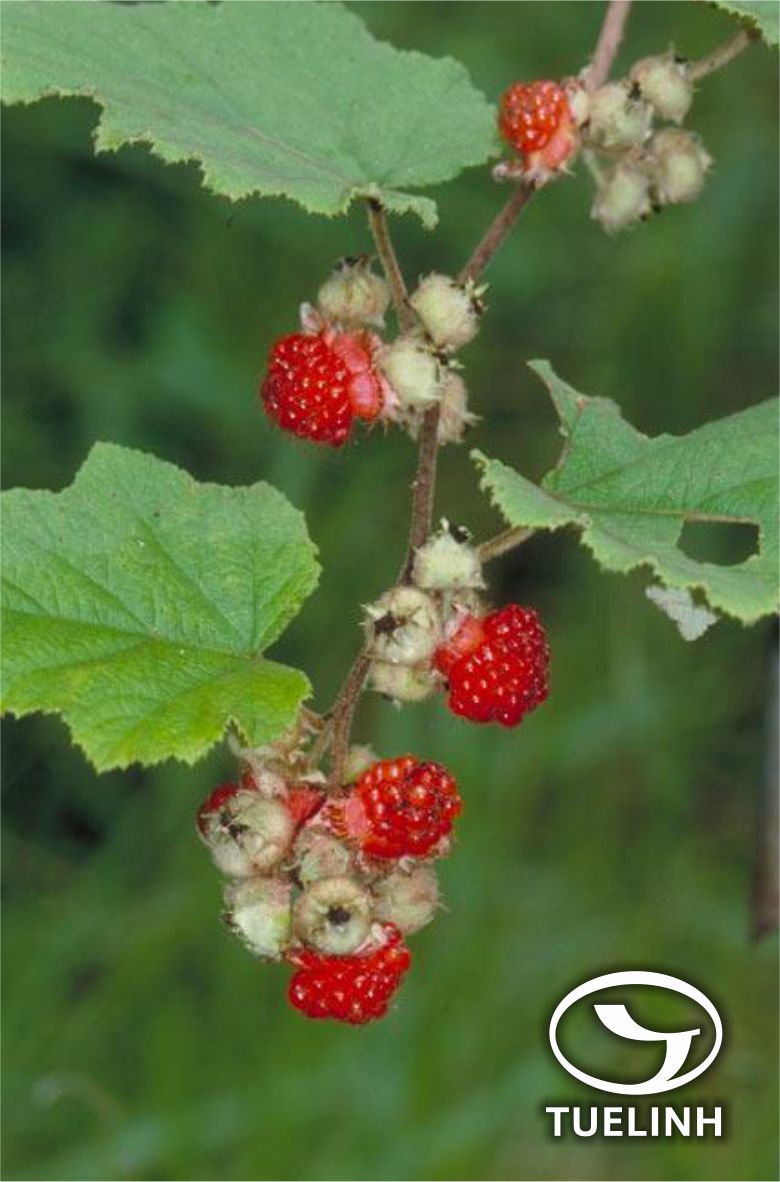 Rubus multibracteatus Le’vl. et Vant. 1
