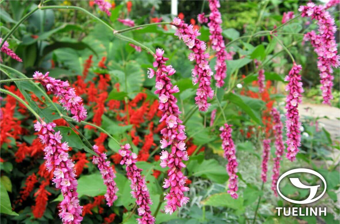 Polygonum orientale L. 1 Polygonum orientale L. 1